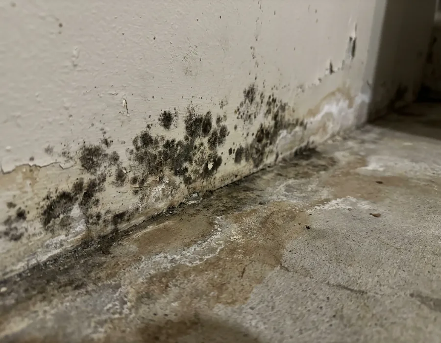 Dark mold growth along the base of a basement wall where it meets the concrete floor